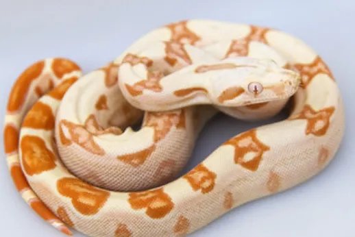 女人做梦梦见大蟒蛇什么意思 女人梦到大蟒蛇什么征兆