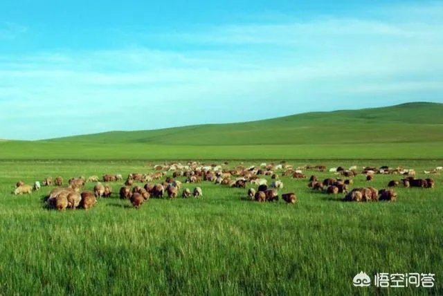 内蒙发展什么行业