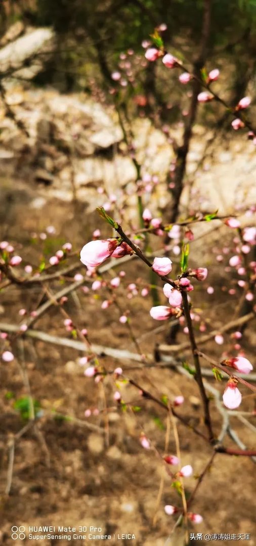 据悉今早小珠山火熄灭了，还会不会有再次复燃的可能？状况如何？