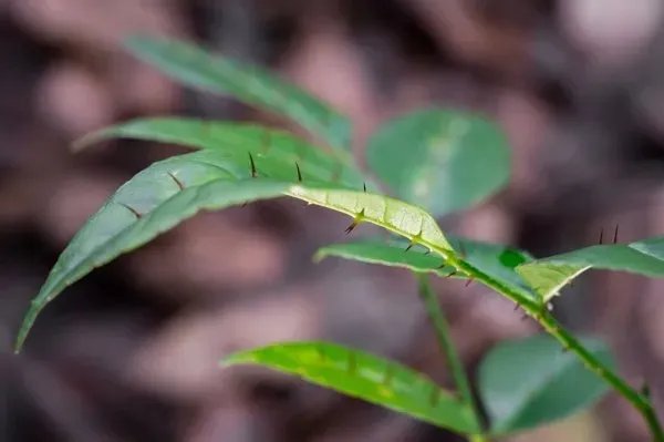 东革阿里是什么