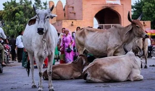 在印度牛被视为圣物不可以吃牛肉，最后牛是怎么处理的？