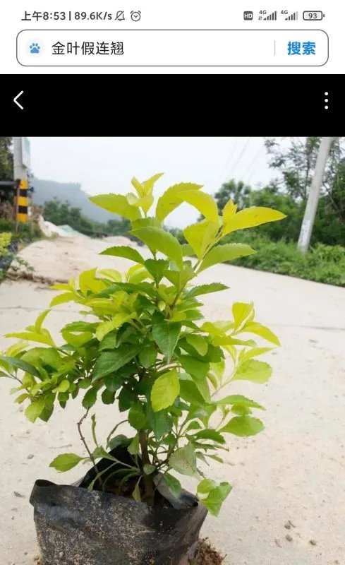 这是什么植物？