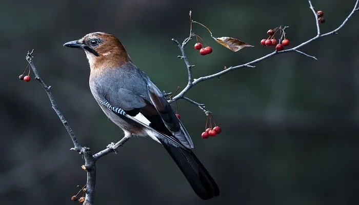 乌鸦反哺的故事 乌鸦反哺的故事简短
