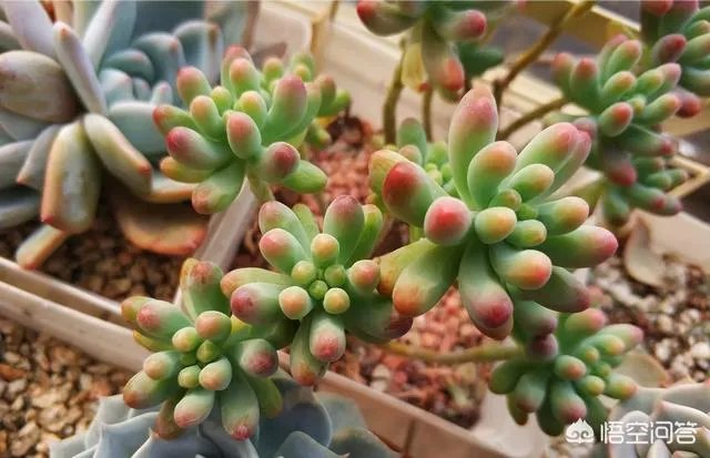 不同的多肉植物，在度夏时，有什么区别吗？