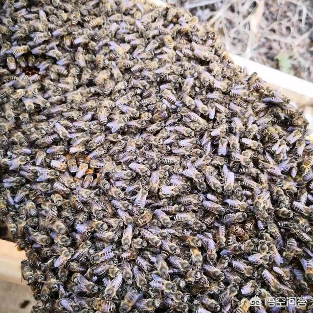 农村人自己养的蜂蜜怎么样？贵吗？