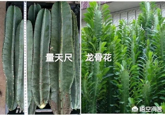 龙骨花和量天尺如何区分？