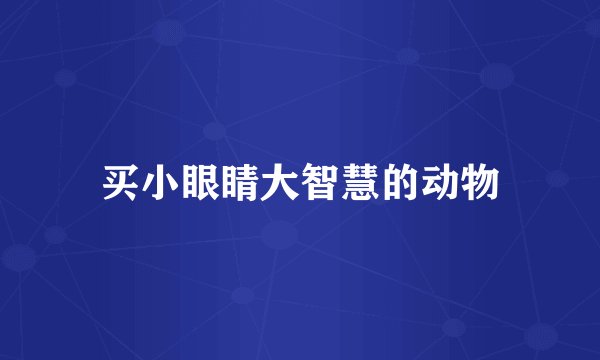 买小眼睛大智慧的动物