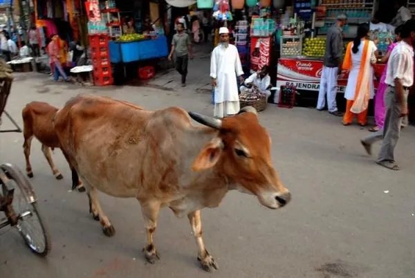 在印度牛被视为圣物不可以吃牛肉，最后牛是怎么处理的？