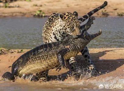 豹子为什么敢吃鳄鱼