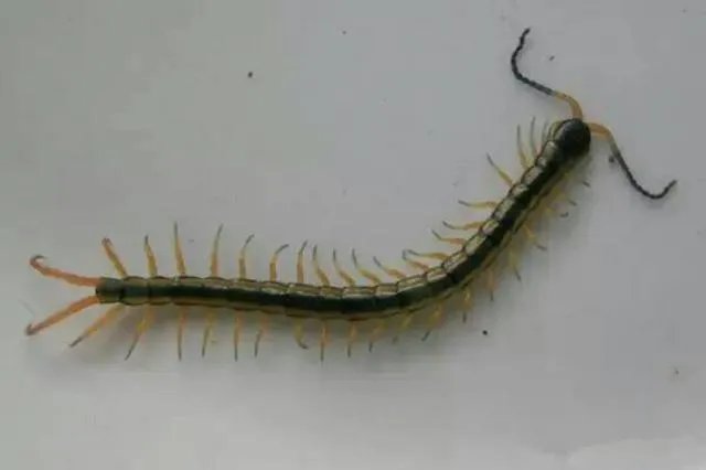 海中钓鱼用什么饵？