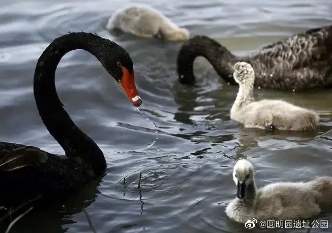 北京圆明园野天鹅禽流感疫情,会传染我们吗?