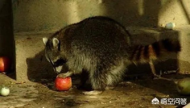 可以养殖小浣熊吗？都需要什么条件？