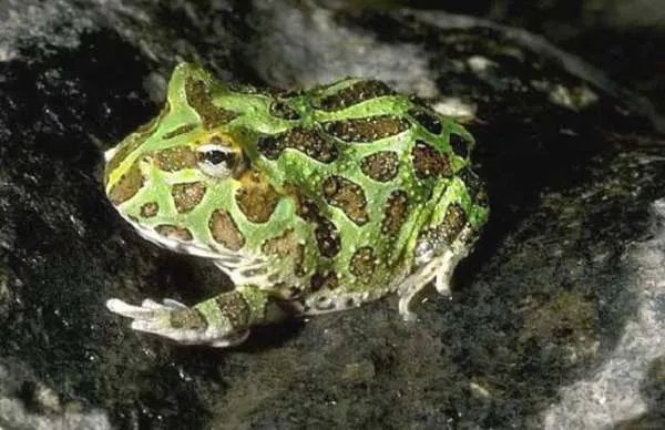 角蛙寿命是多少年