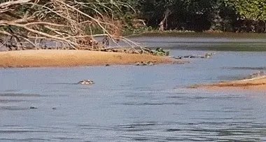 豹子为什么敢吃鳄鱼