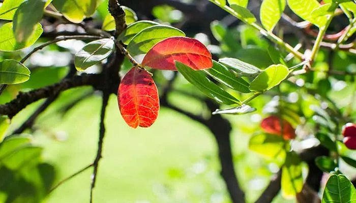 清香木的养殖方法和注意事项 清香木的养殖方法