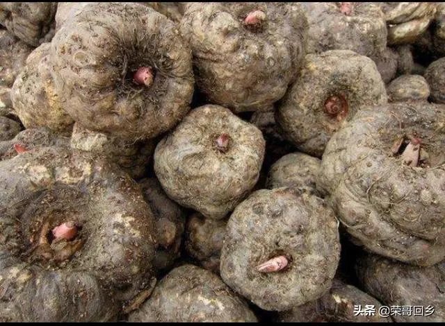 请大家帮忙一下,现在魔芋种子偏贵,现在种植魔芋的市场前景如何?