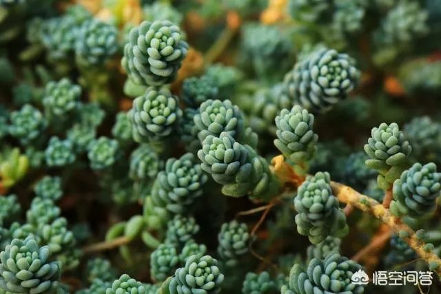 不同的多肉植物，在度夏时，有什么区别吗？