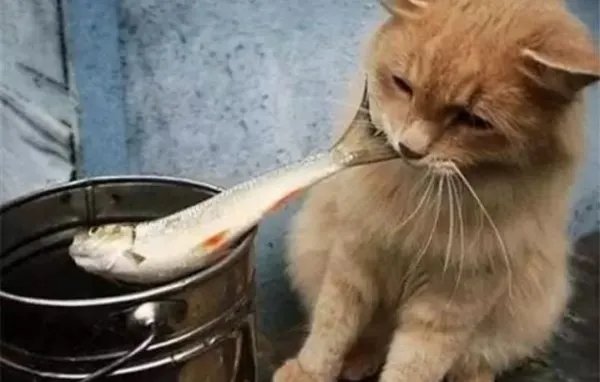 人吃鱼时总是小心翼翼,为什么猫却可以大口吞吃?