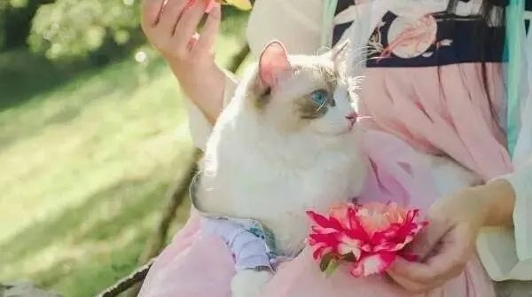 湖南女子给猫咪做汉服,最高一个月挣7万,你如何看待这件事?