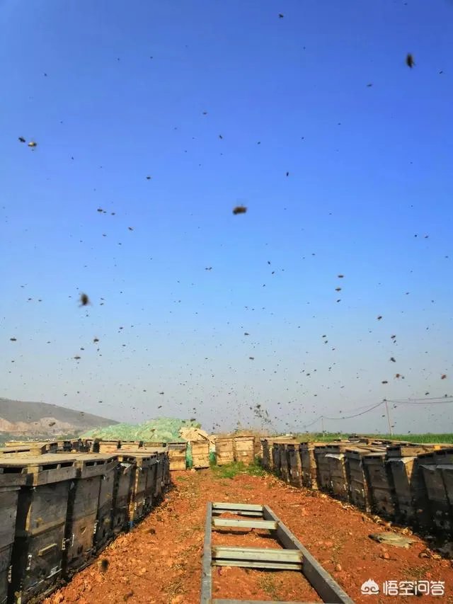 农村人自己养的蜂蜜怎么样？贵吗？