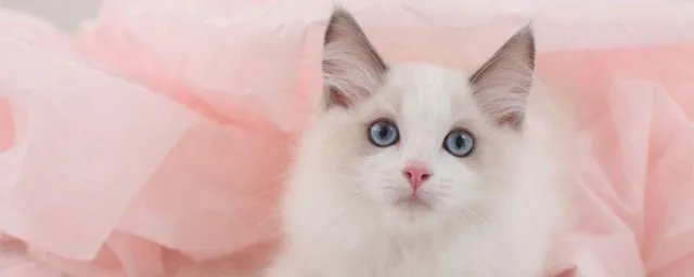 宠物昵称 宠物昵称大全