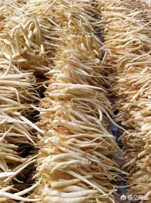 北沙参有几种吃法？