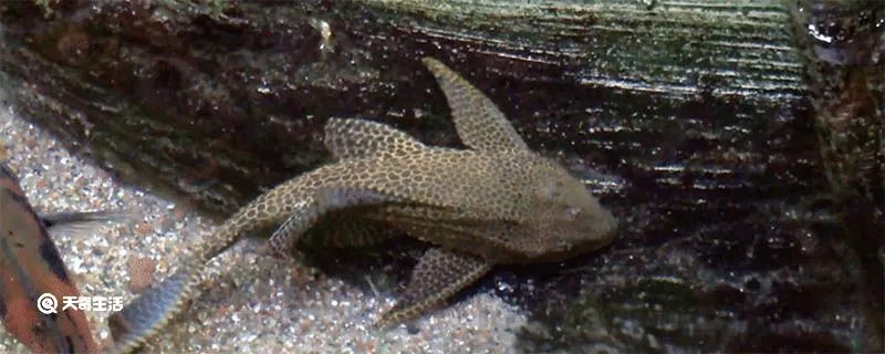 清道夫吃什么 清道夫能随便放生吗