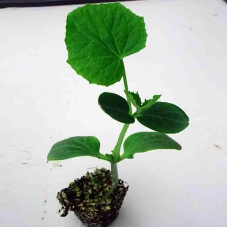 嫁接黄瓜苗产量好,嫁接黄瓜苗要怎么做?