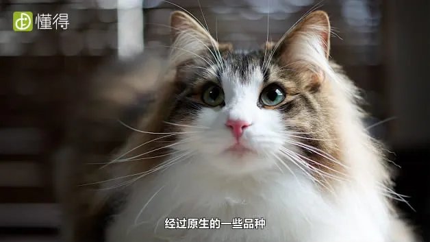 什么是挪威森林猫（图文）