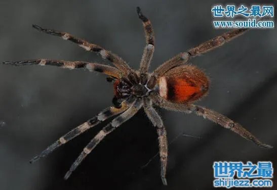 蜢蜘是蜘蛛界的大长腿，张开爪子有38厘米 