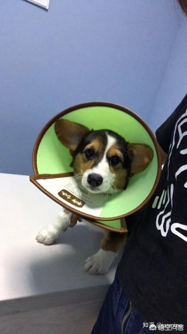 养一只柯基一年大概要多少钱？