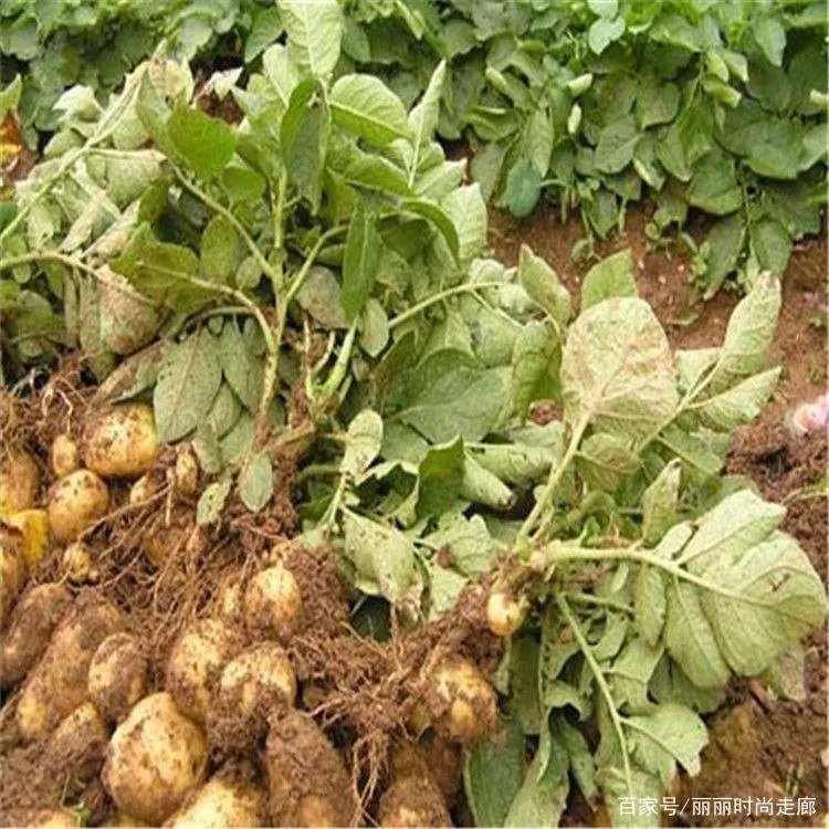 马铃薯长了很多瓢虫，用什么农药能祛除呢？