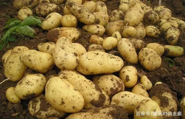 马铃薯长了很多瓢虫，用什么农药能祛除呢？