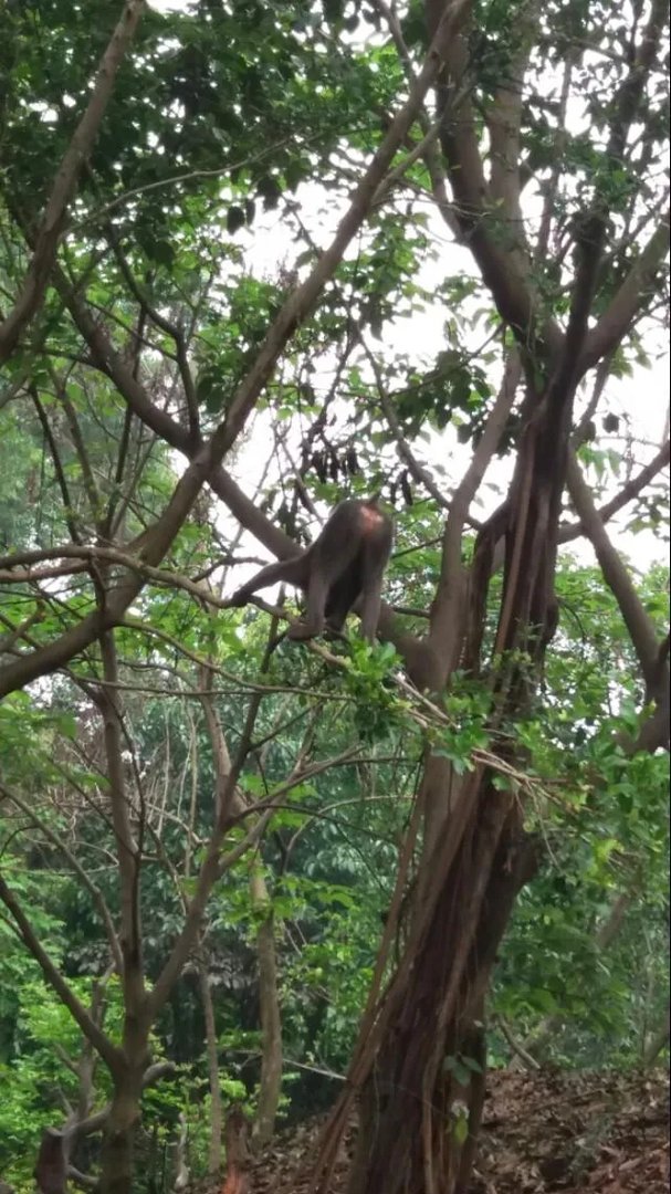 王思聪发微博暗讽国人在逼霍顿向孙杨道歉，对此你怎么看？