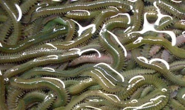 海中钓鱼用什么饵？