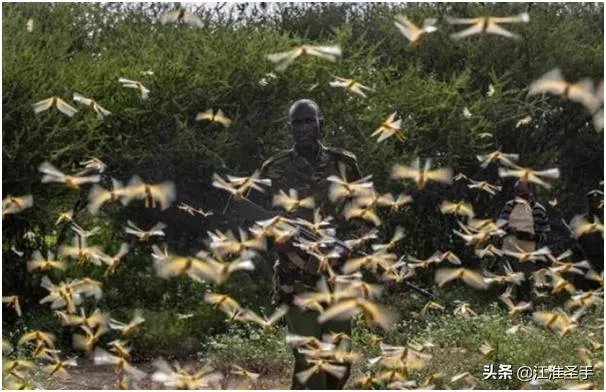 联合国官员说,正在侵袭非洲的蝗虫,会进入了印度,巴基斯坦,你怎么看这些自然现象?