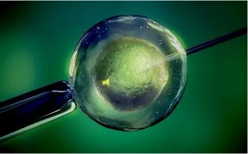 供卵三代试管婴儿-罗伯逊易位三代试管婴儿成功率高吗？