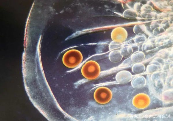 为什么人一定要繁衍后代？