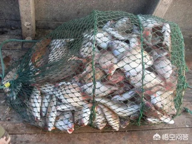 海中钓鱼用什么饵？