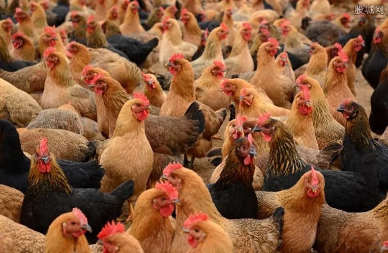 芦花鸡多少钱一斤 与普通鸡有什么区别？