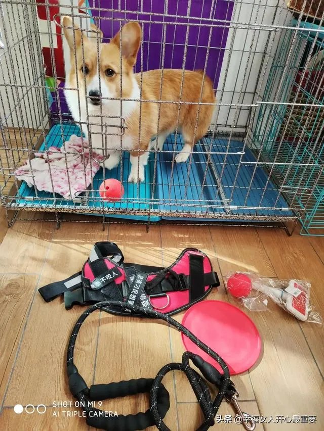 养一只柯基一年大概要多少钱？