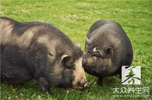 吃野猪肚子有哪些功效呢？