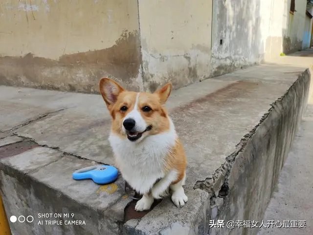 养一只柯基一年大概要多少钱？