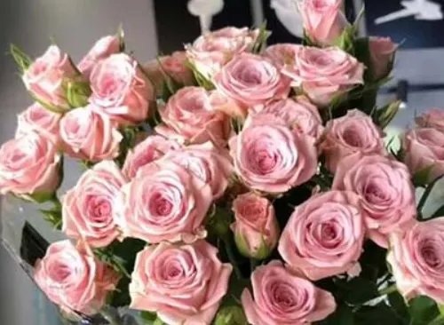 15朵玫瑰花代表什么意思 送玫瑰花要送几朵好