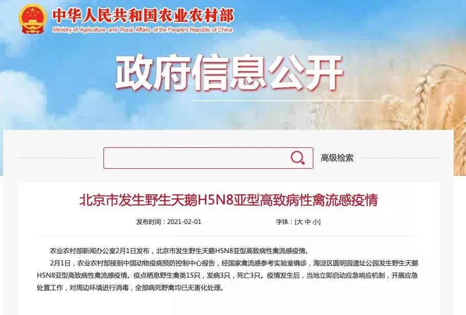 北京圆明园野天鹅禽流感疫情，会传染我们吗？