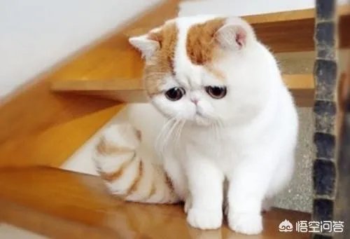 异短感冒会自愈吗，异短在夏天感冒正常吗？