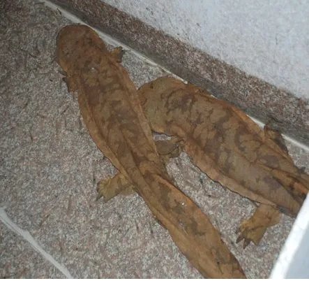 娃娃鱼是什么样子的图片