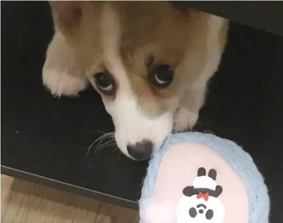 柯基5个月一天能跑多少公里