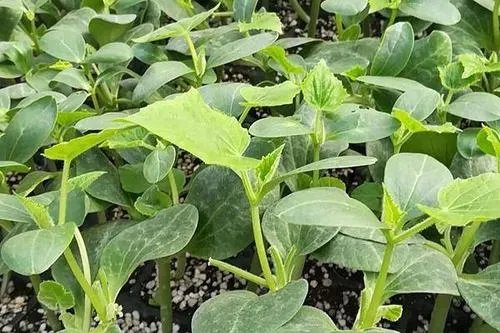 嫁接黄瓜苗产量好，嫁接黄瓜苗要怎么做?