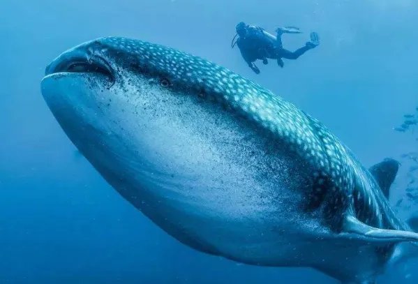 BBC十大必看纪录片排行榜：南太平洋上榜，第七上映最早